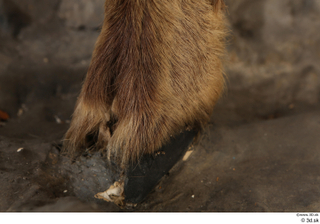 Alpine chamois Rupicapra rupicapra foot hoof leg 0001.jpg